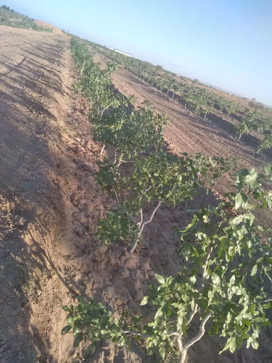 باغ پسته|فروش دفتر صنعتی، کشاورزی، تجاری|کویرات, |دیوار