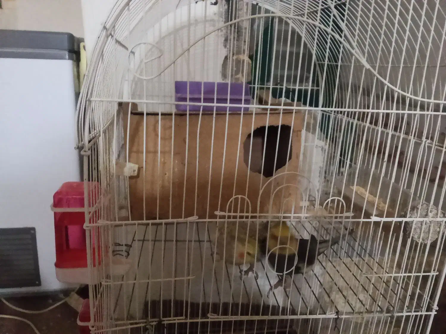 عروس هلندی|پرنده|داراب, |دیوار