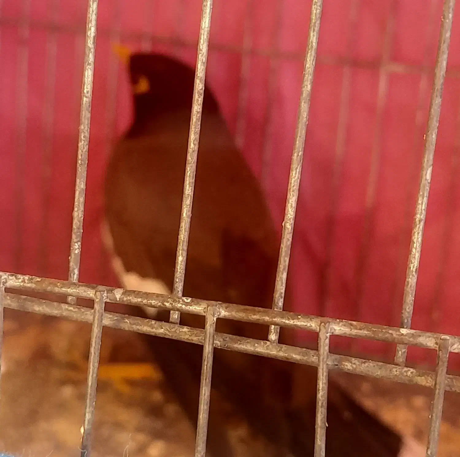 یک عدد مرغ مینا|پرنده|مینودشت, |دیوار