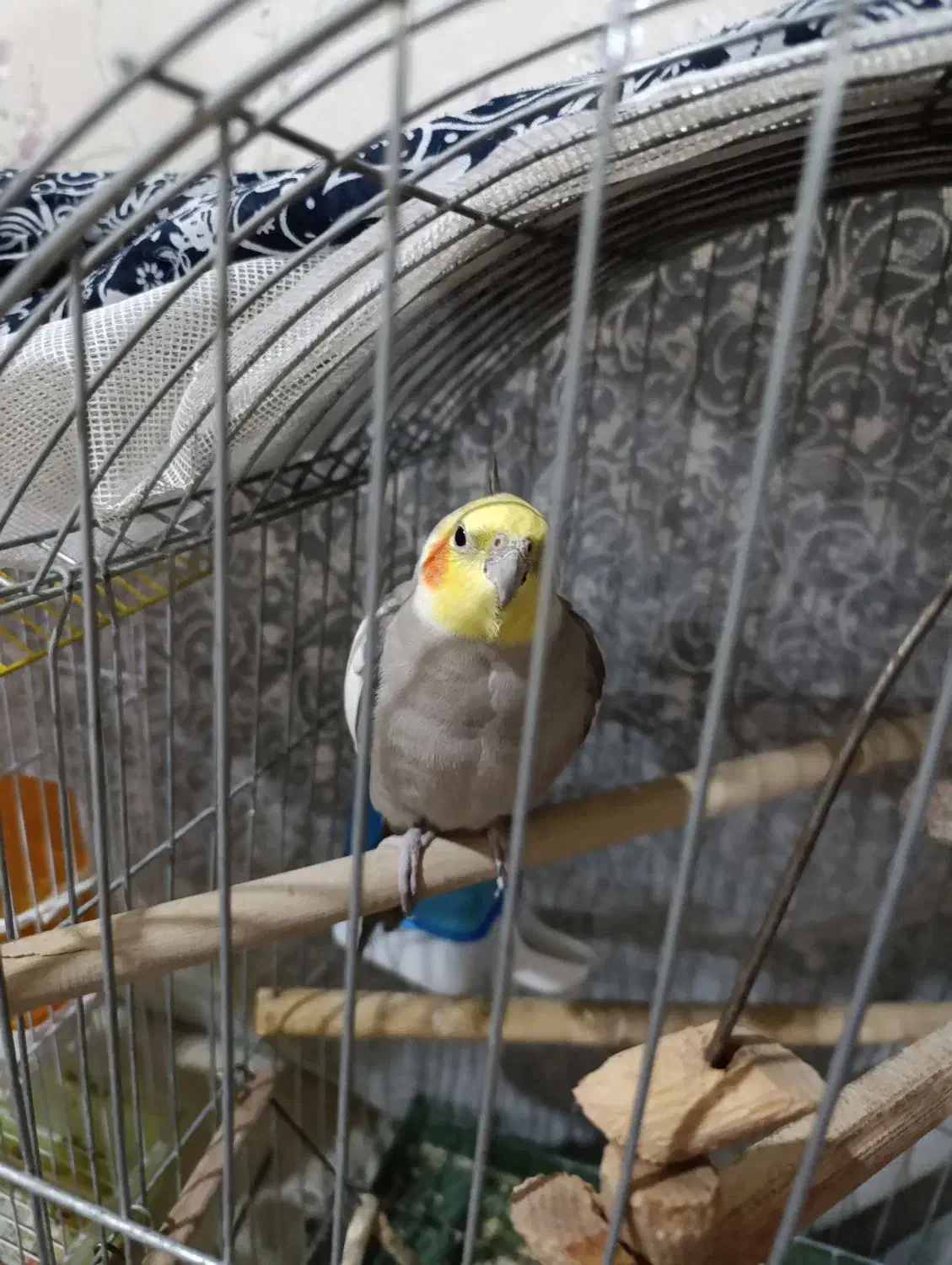 فروش عروس هلندی نرو ماده|پرنده|ری, ظهیرآباد|دیوار