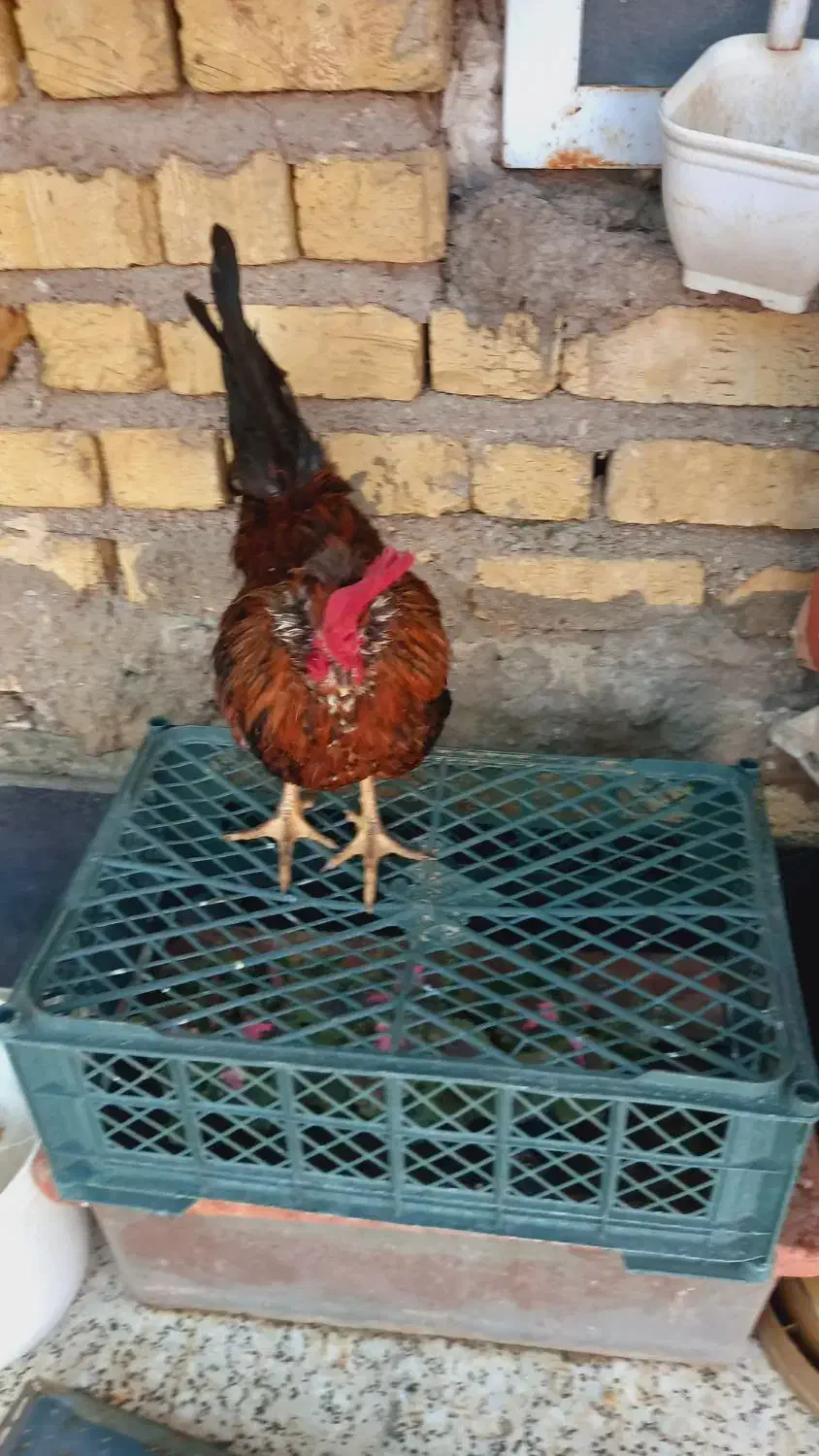 خروس|حیوانات مزرعه|شیراز, دشت چنار|دیوار