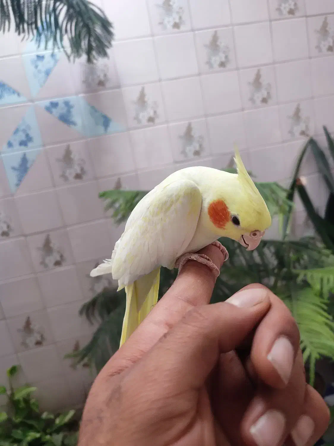 عروس هلندی|پرنده|محلات, |دیوار