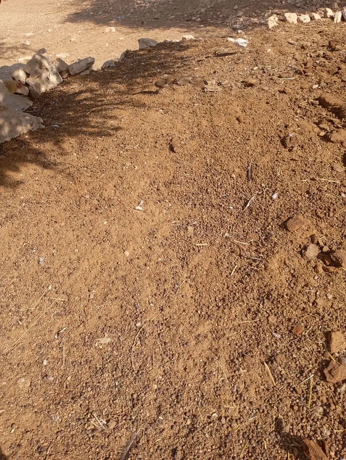 کودحیوانی|گل و گیاه طبیعی|کازرون, |دیوار