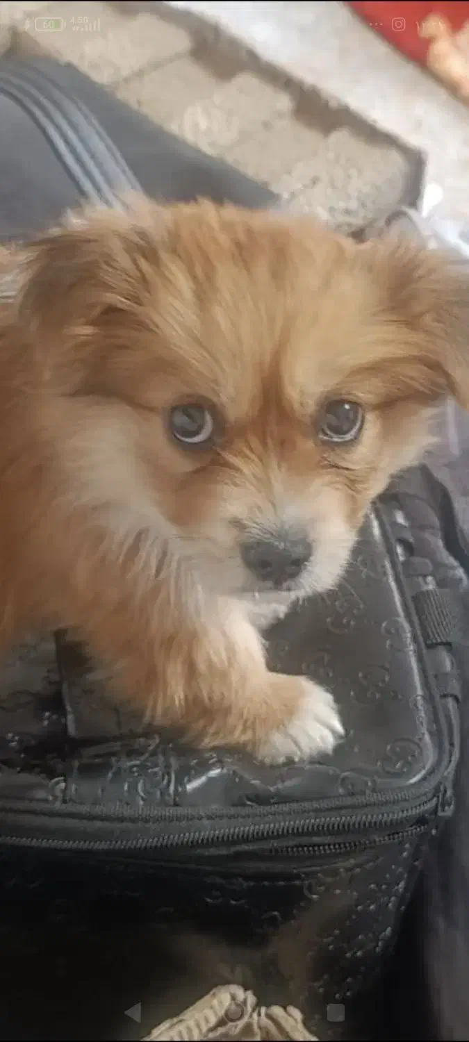 پامر عروسکی نر ۲ماهه|سگ|مشکین‌دشت, |دیوار