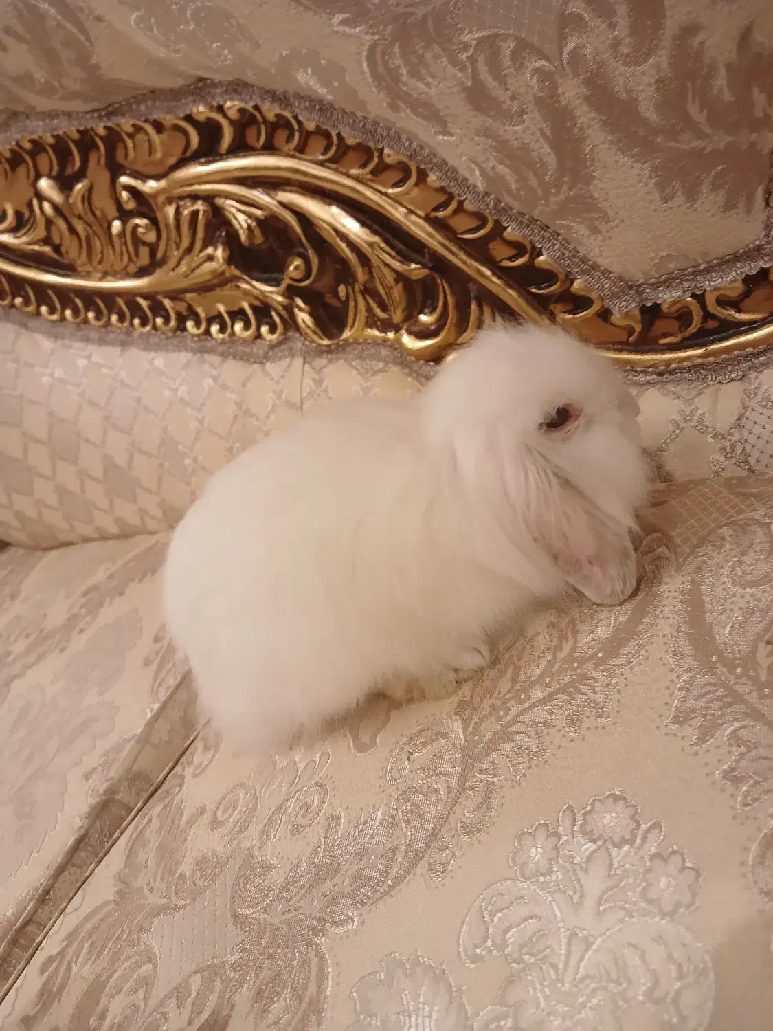 خرگوش لوپ تمیز و دستی و سرحال و بانمک|موش و خرگوش|یزد, |دیوار