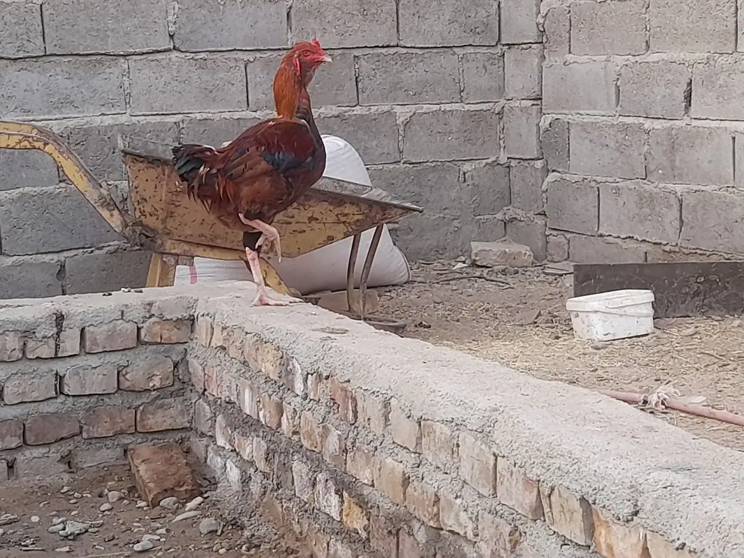 خروس و جوجه خروس|حیوانات مزرعه|زابل, |دیوار