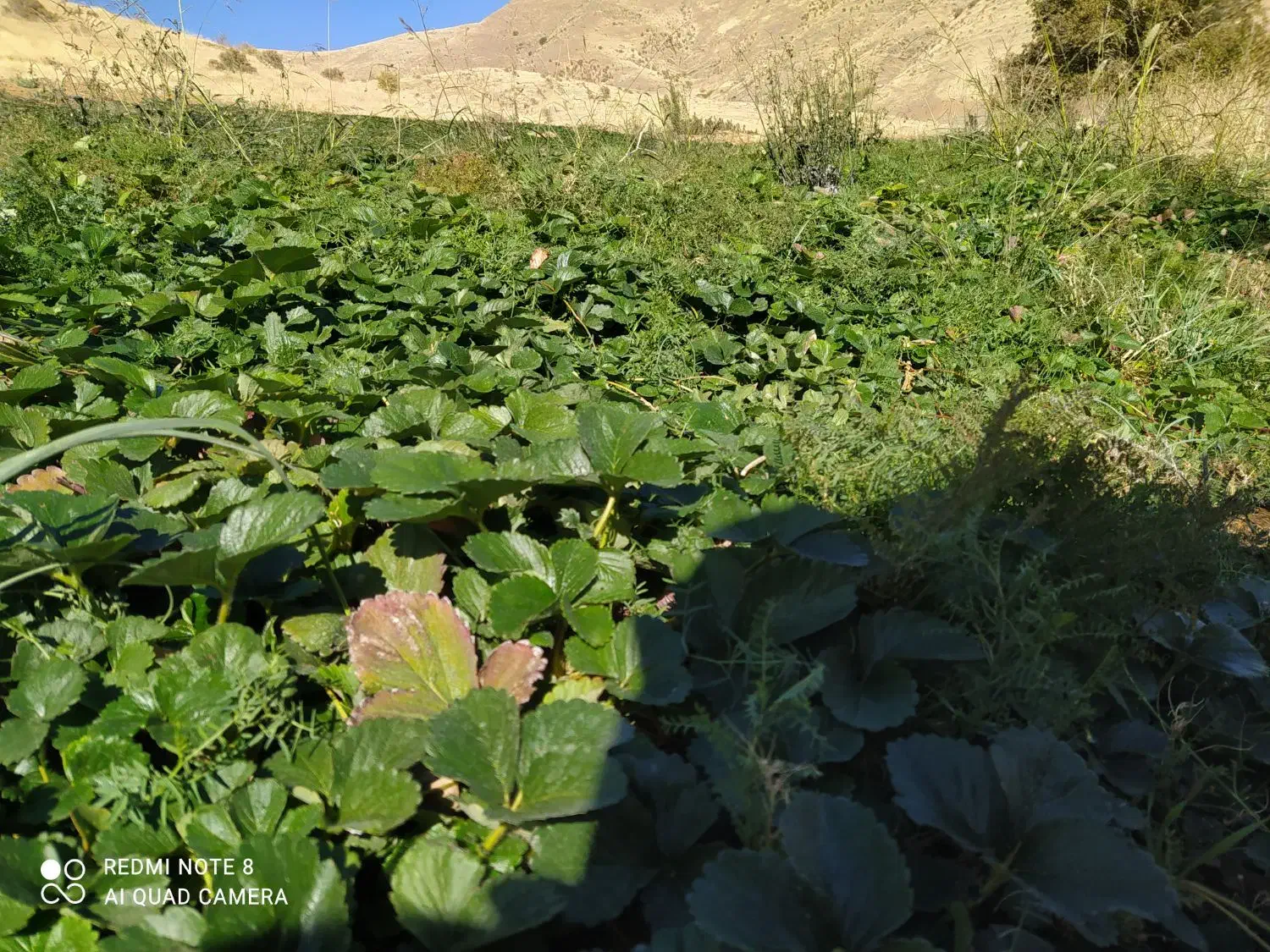 بوته توت فرنگی|گل و گیاه طبیعی|جیرفت, |دیوار