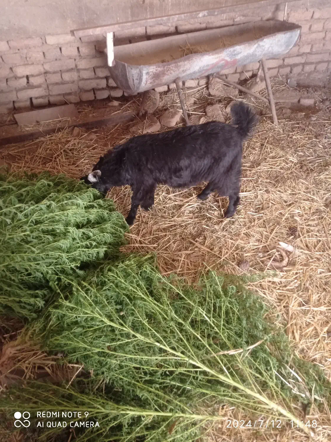 بزغاله نر|حیوانات مزرعه|بیرجند, |دیوار