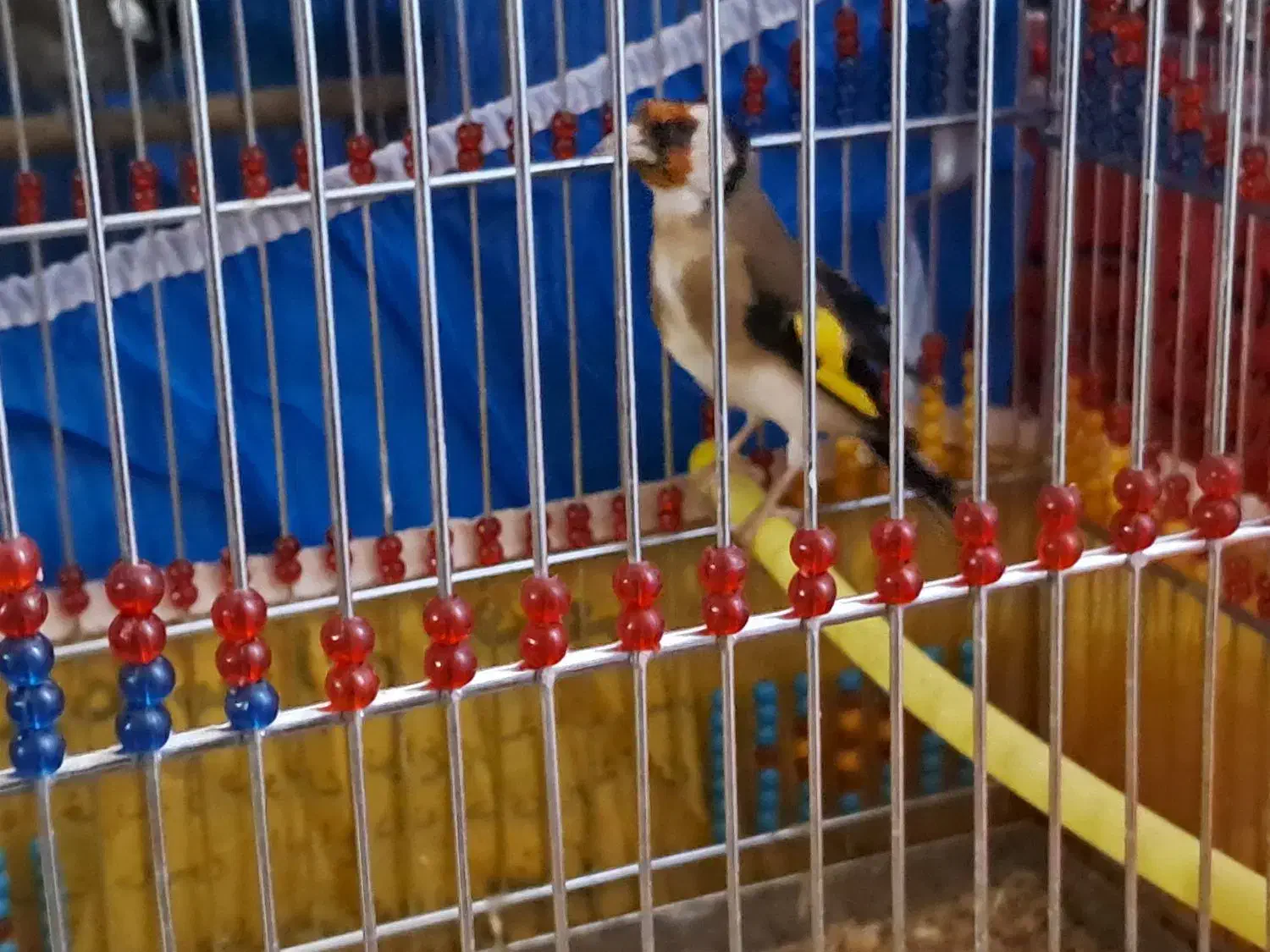 چند سهره کرمانی و سنندج|پرنده|خمینیشهر, |دیوار