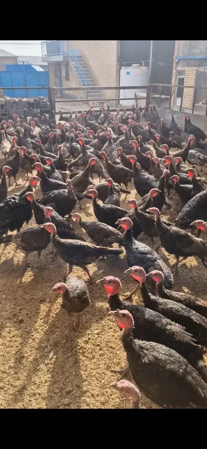 بوقلمون ۴ تا ۵ ماهه|حیوانات مزرعه|پرند, فاز ۰|دیوار