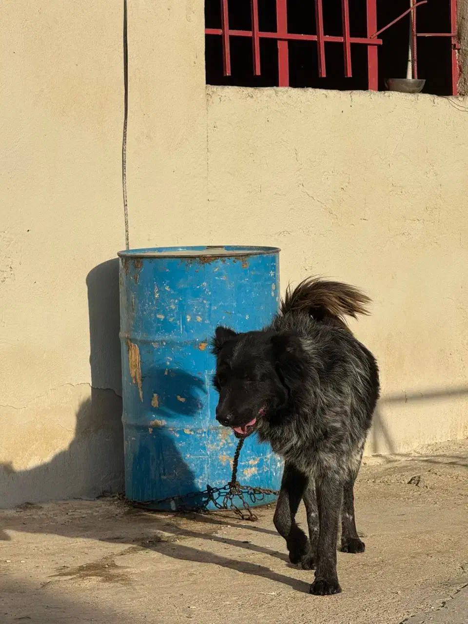 قدرجونی روزگاری|سگ|باقرشهر, |دیوار