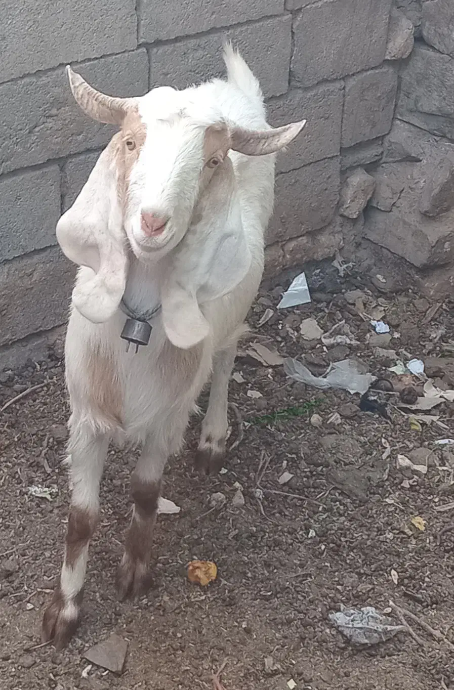 بز ماده|حیوانات مزرعه|فریمان, |دیوار