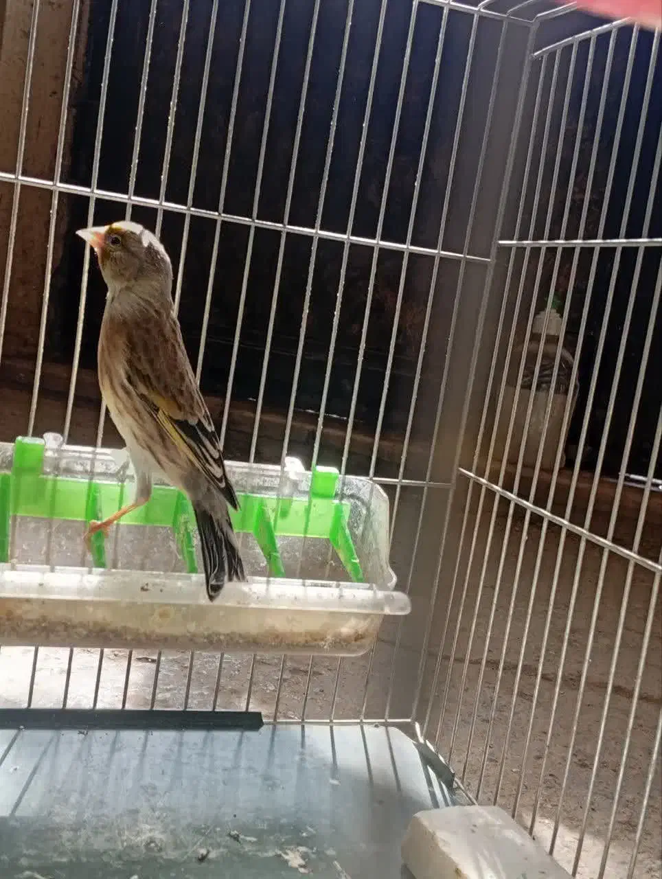 سهره قناری ماده|پرنده|بروجرد, |دیوار