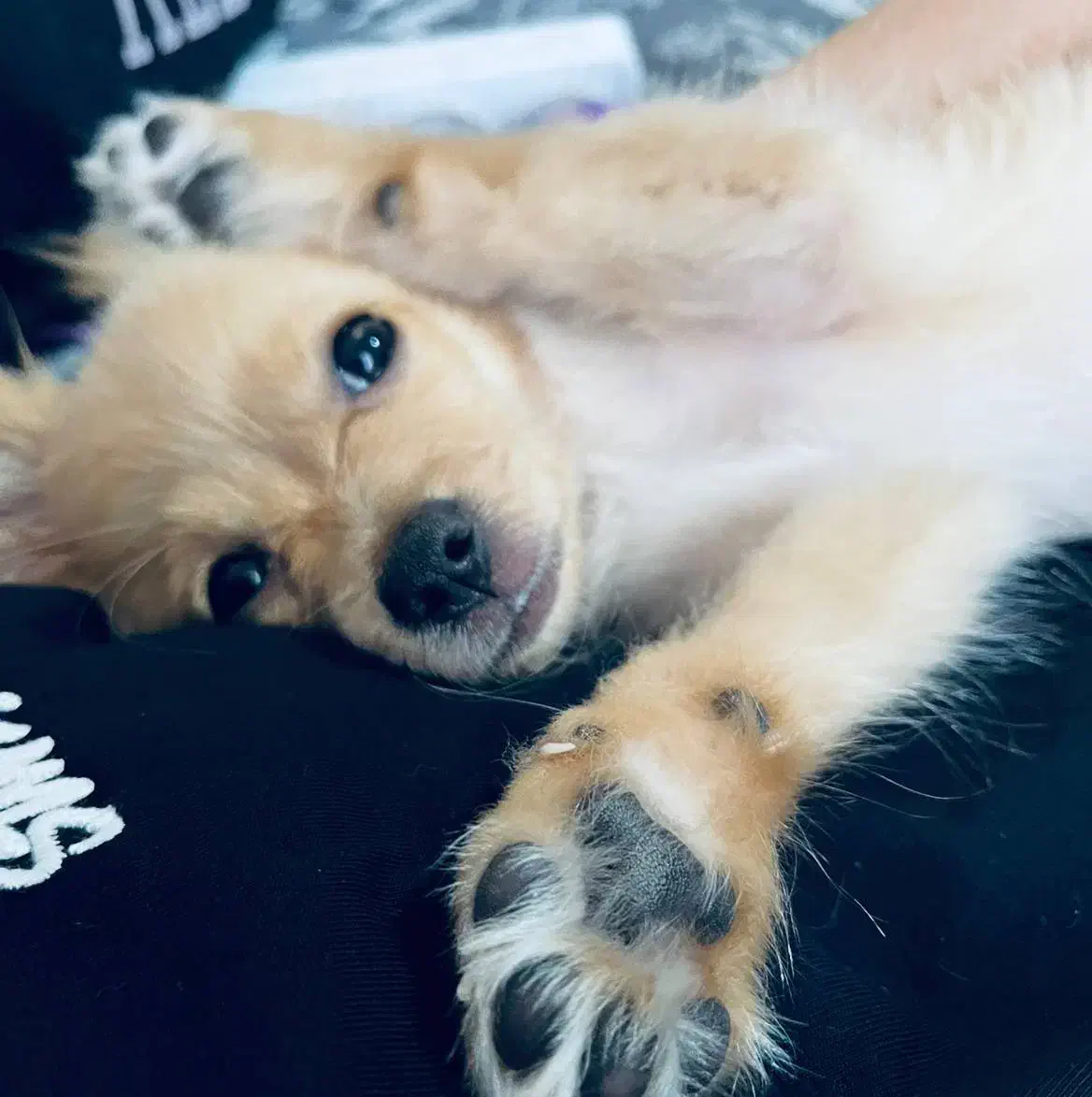 سگ اپارتمانی|سگ|ری, ظهیرآباد|دیوار