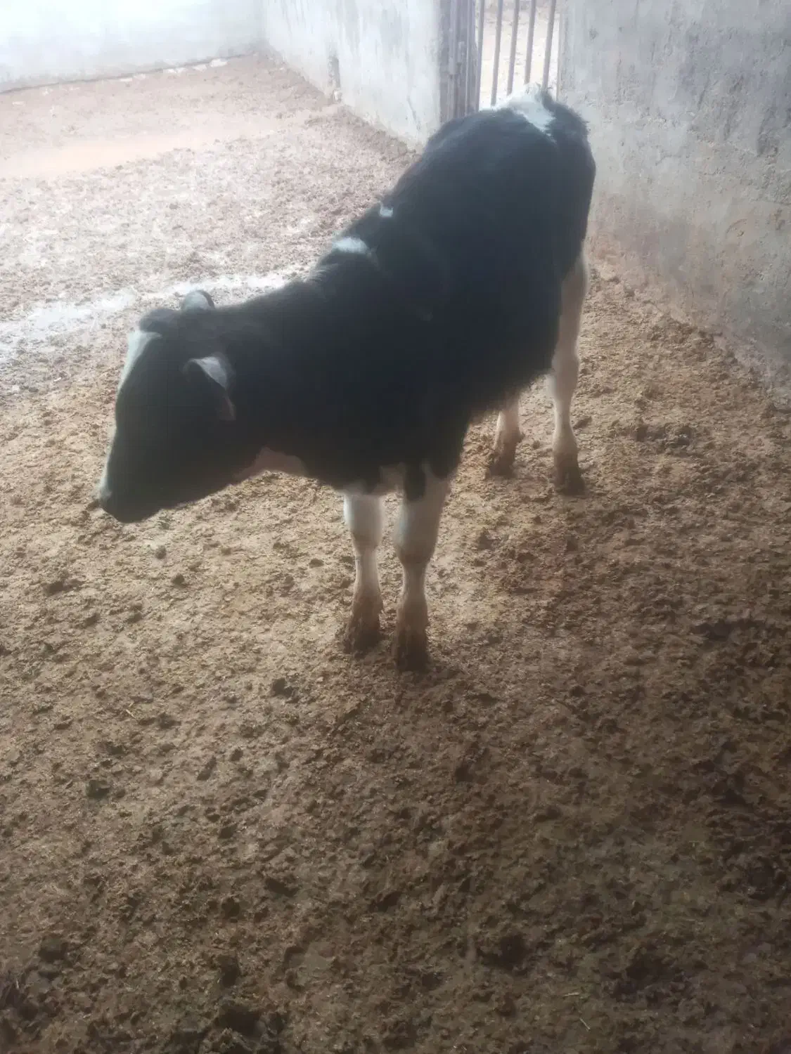 گوساله|حیوانات مزرعه|بوئین زهرا, |دیوار