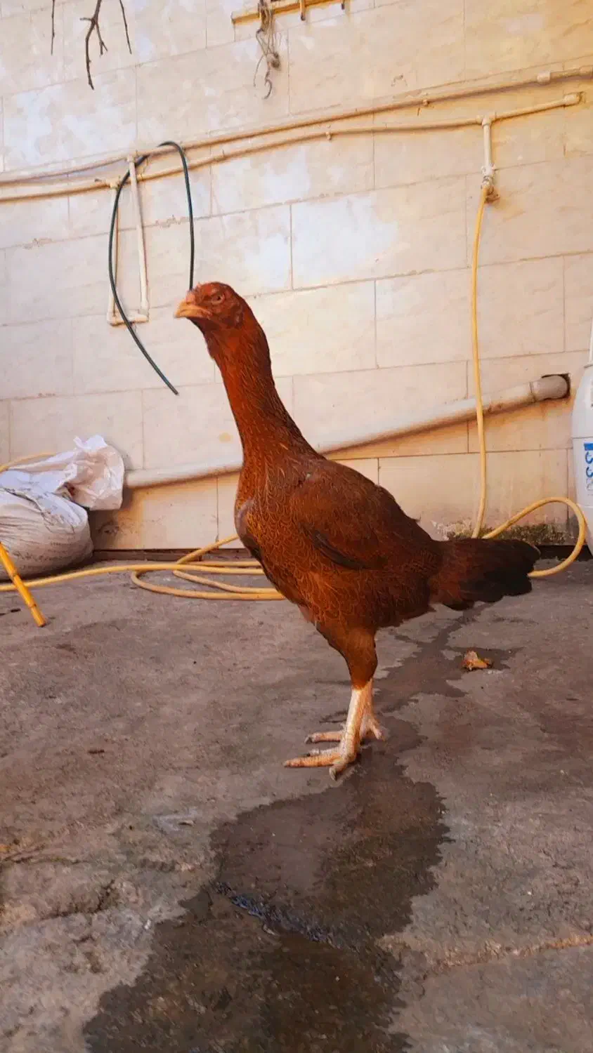 مرغ لاری|حیوانات مزرعه|مزرعه کتول, |دیوار