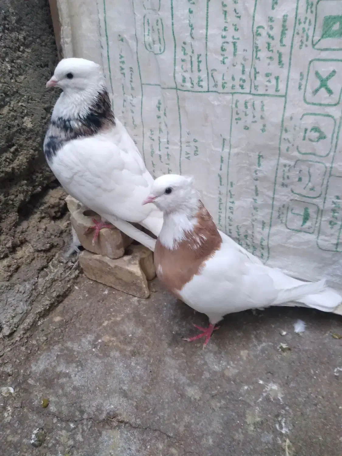 کبوتر طوقی|پرنده|شوش, |دیوار