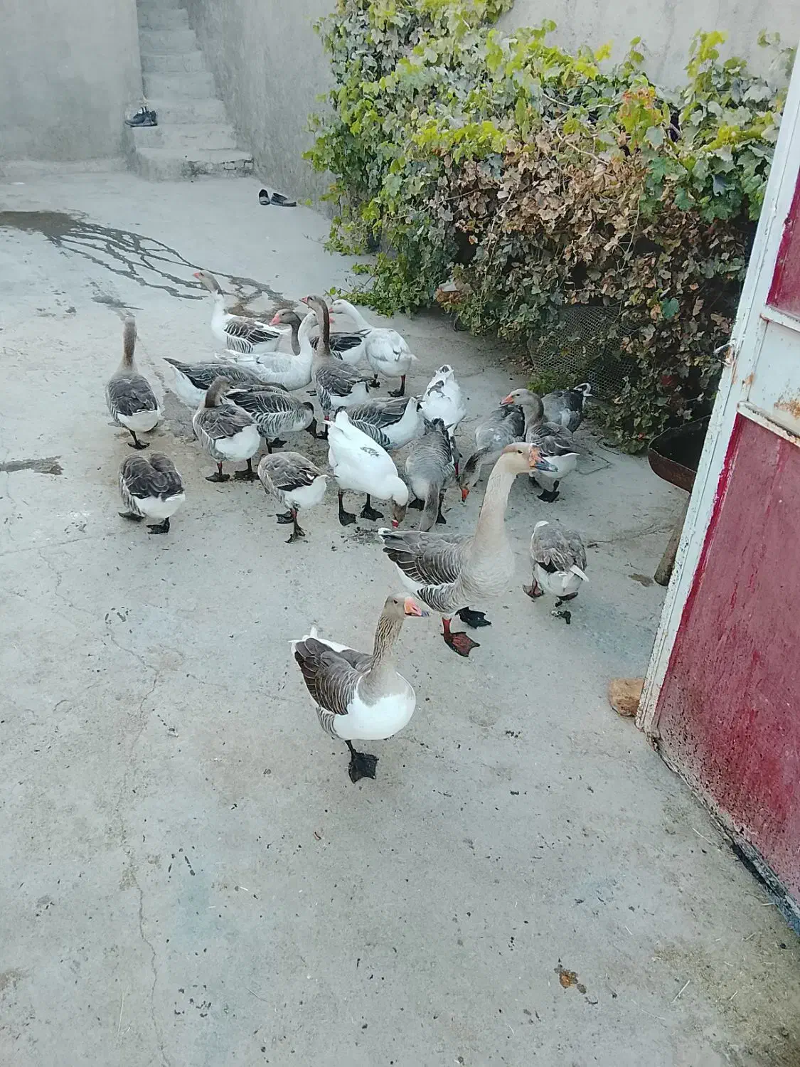 ۱۰عدد غو غاز چاقو چله|حیوانات مزرعه|بروجرد, |دیوار