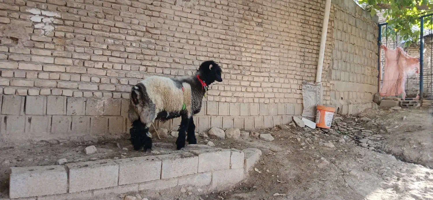 فروشی نقدی|حیوانات مزرعه|میانکوه, |دیوار