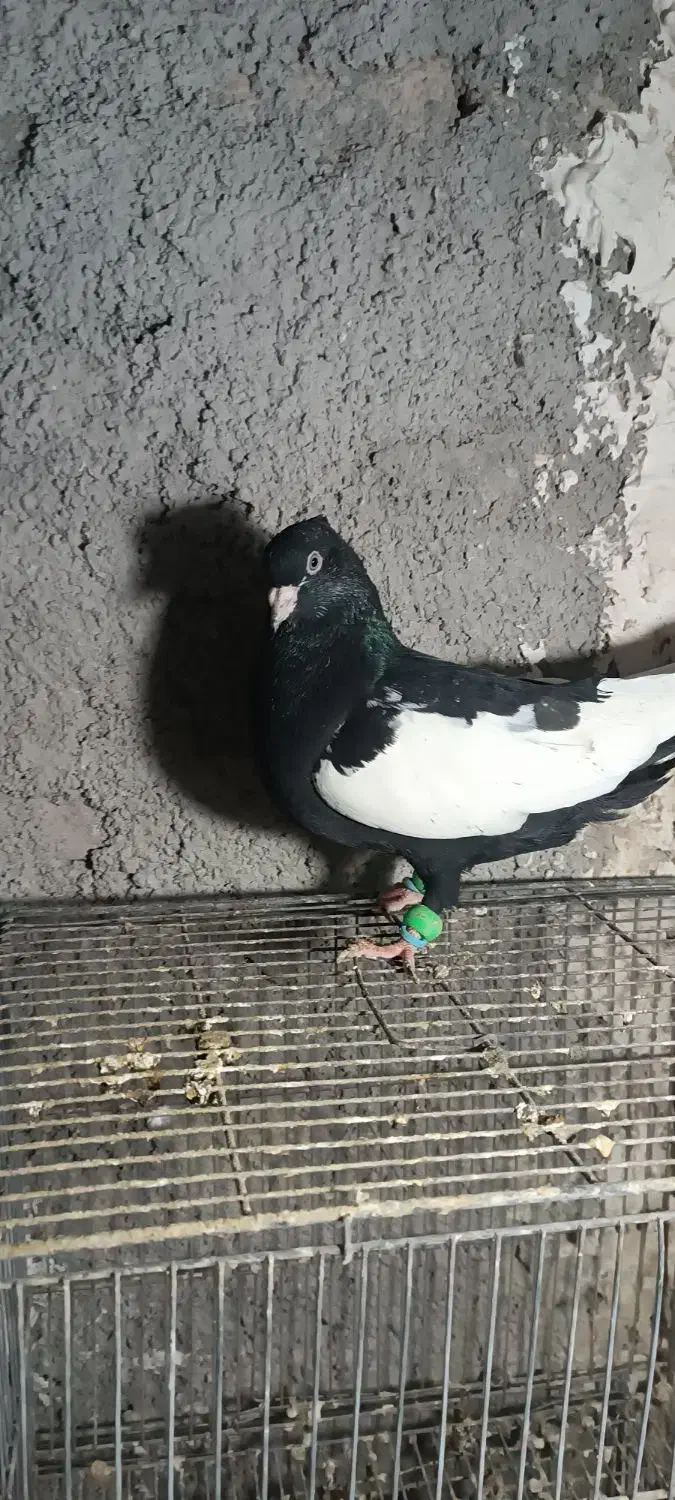 سینه سیاه نر|پرنده|مشهد, امیریه|دیوار