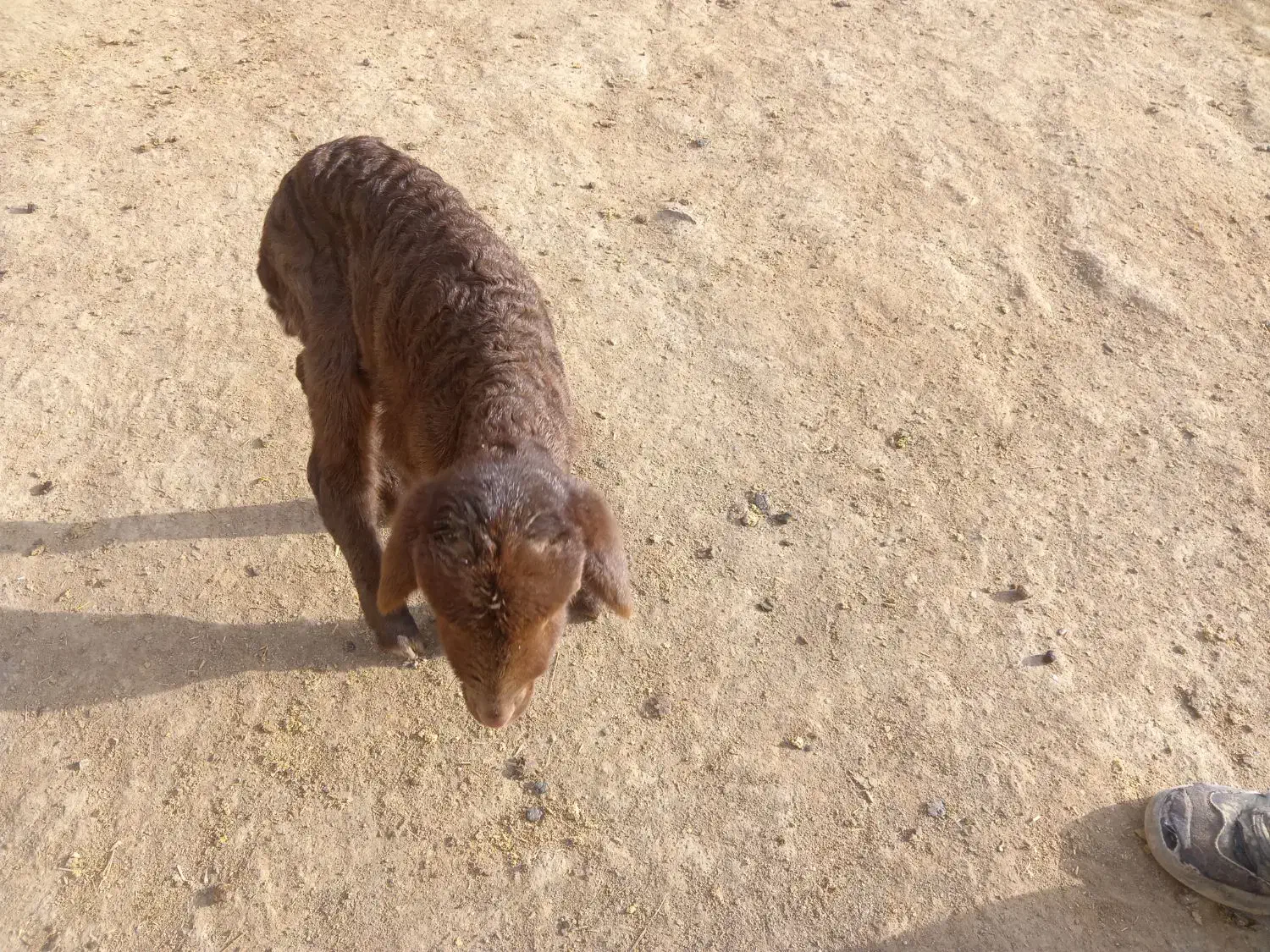 بره شیری.|حیوانات مزرعه|خوشاب, |دیوار