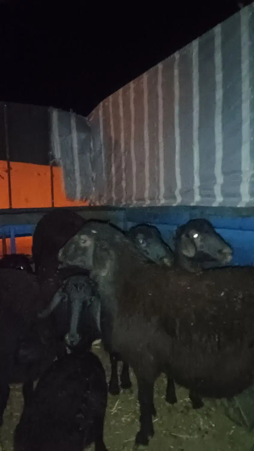 گوسفند|حیوانات مزرعه|دهگلان, |دیوار