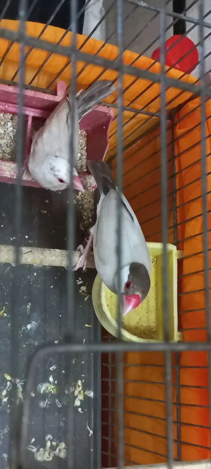 فنج نرگسی قفسی شکلاتی و دوجفت تخم گذاشتن|پرنده|قم, فرهنگیان و شهربانی|دیوار