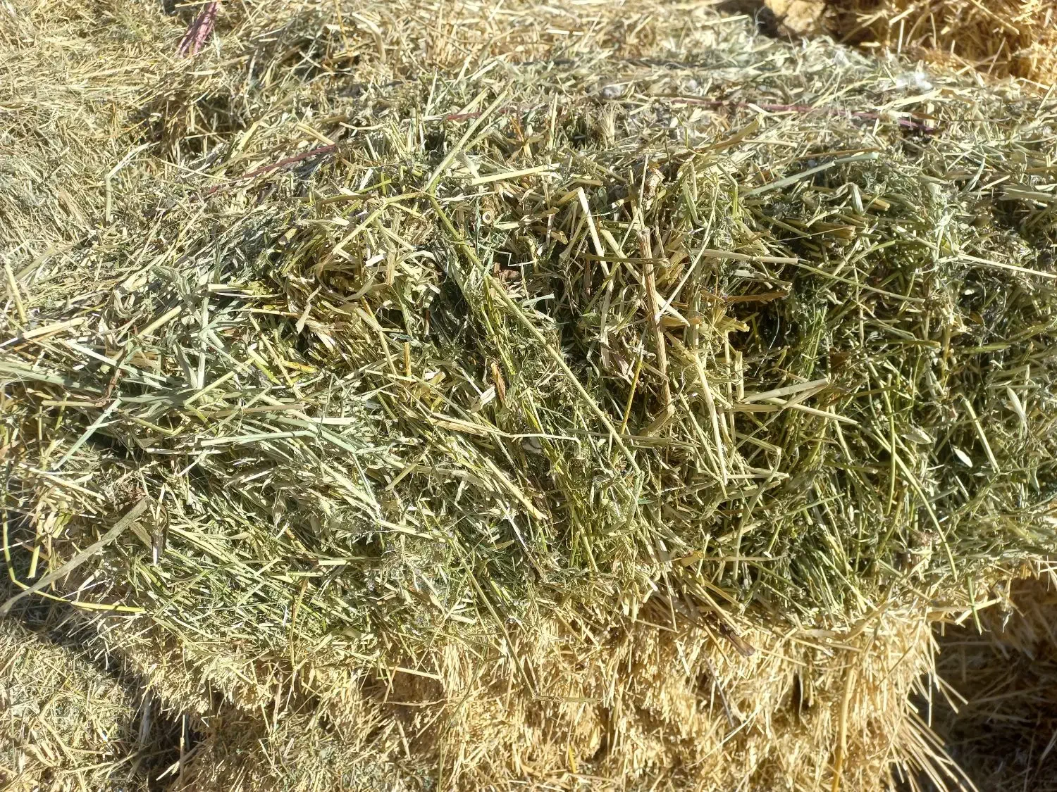 یونجه چین اول|لوازم جانبی حیوانات|مشگین شهر, |دیوار