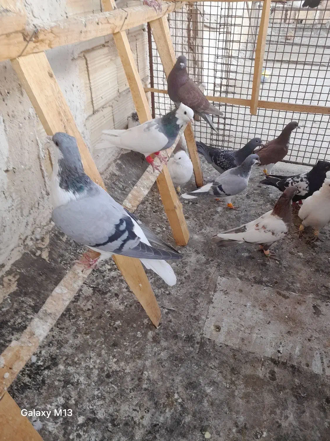 ۲۲۵|پرنده|تاکستان, |دیوار