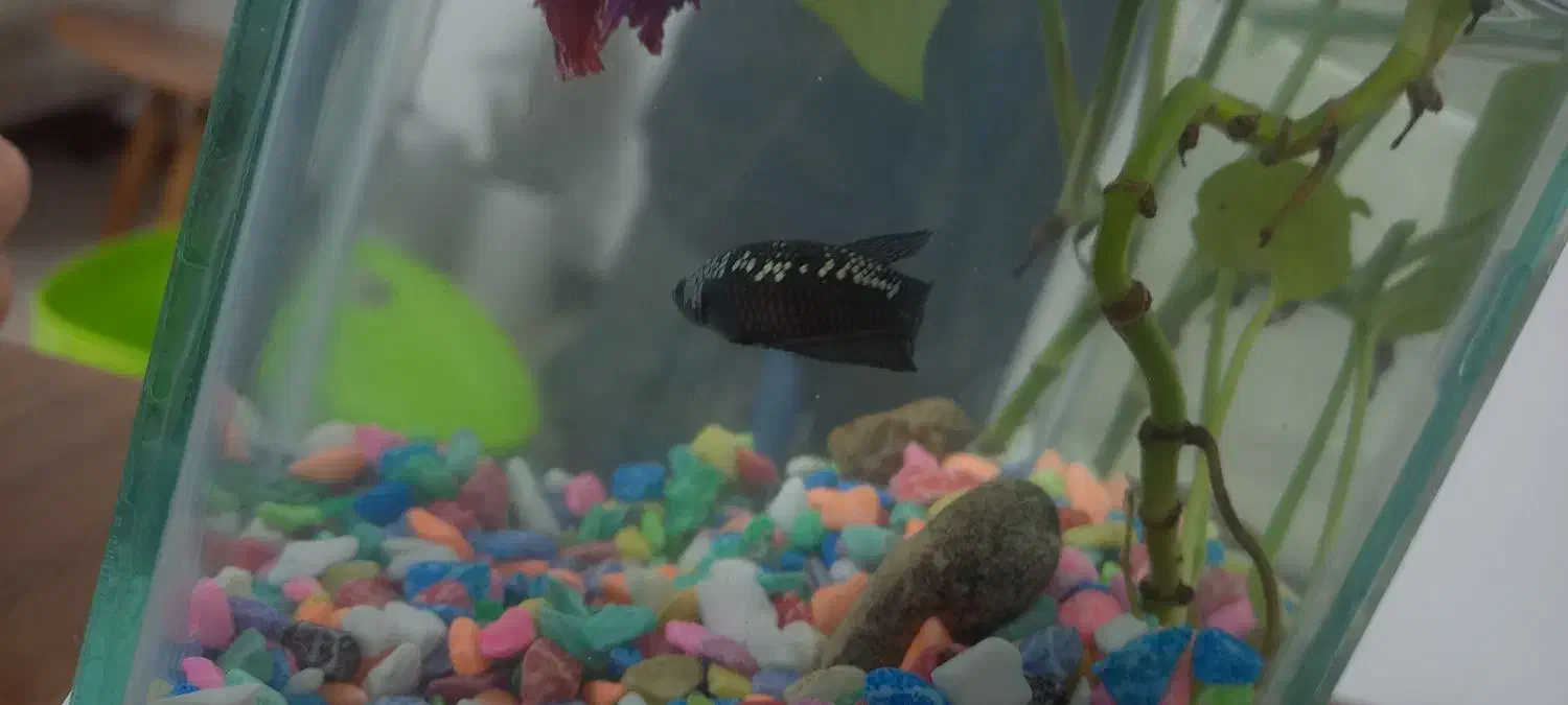 یک جفت فایتر مولد|ماهی|قم, پردیسان|دیوار