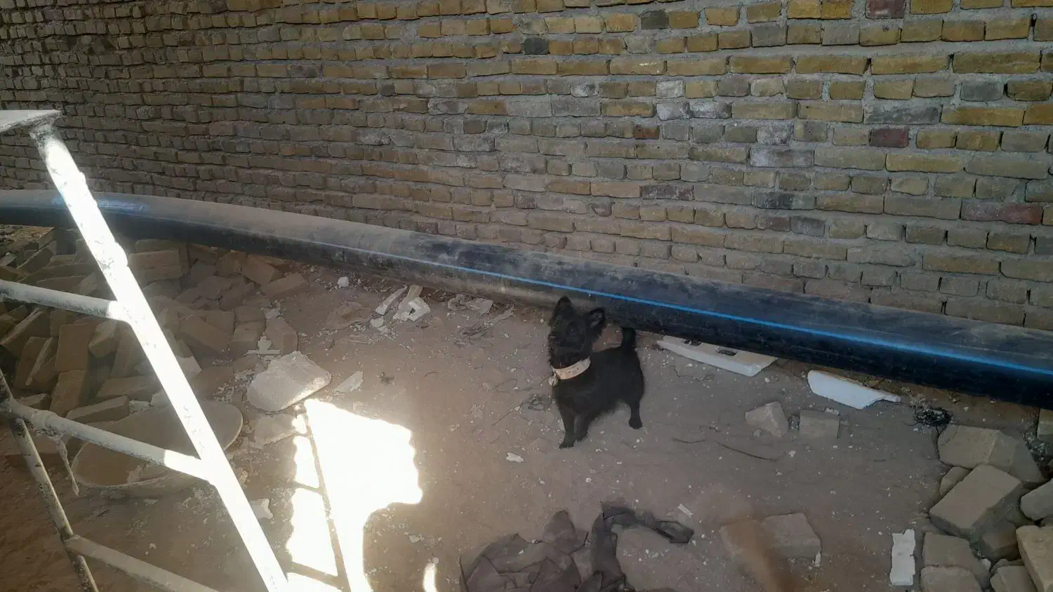 سگ پاکوتاه|سگ|سبزوار, قصبه غربی|دیوار