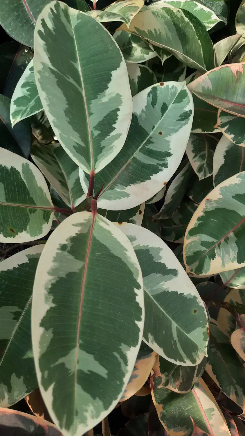 انواع فیکوس ، بنجامین ، دیفن|گل و گیاه طبیعی|مشکیندشت, |دیوار