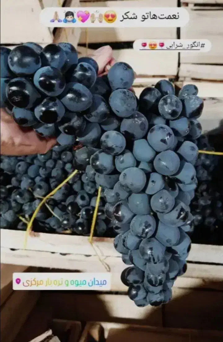 انگور سر دشت|خوردنی و آشامیدنی|تهران, میدان میوه و تره‌بار مرکزی|دیوار