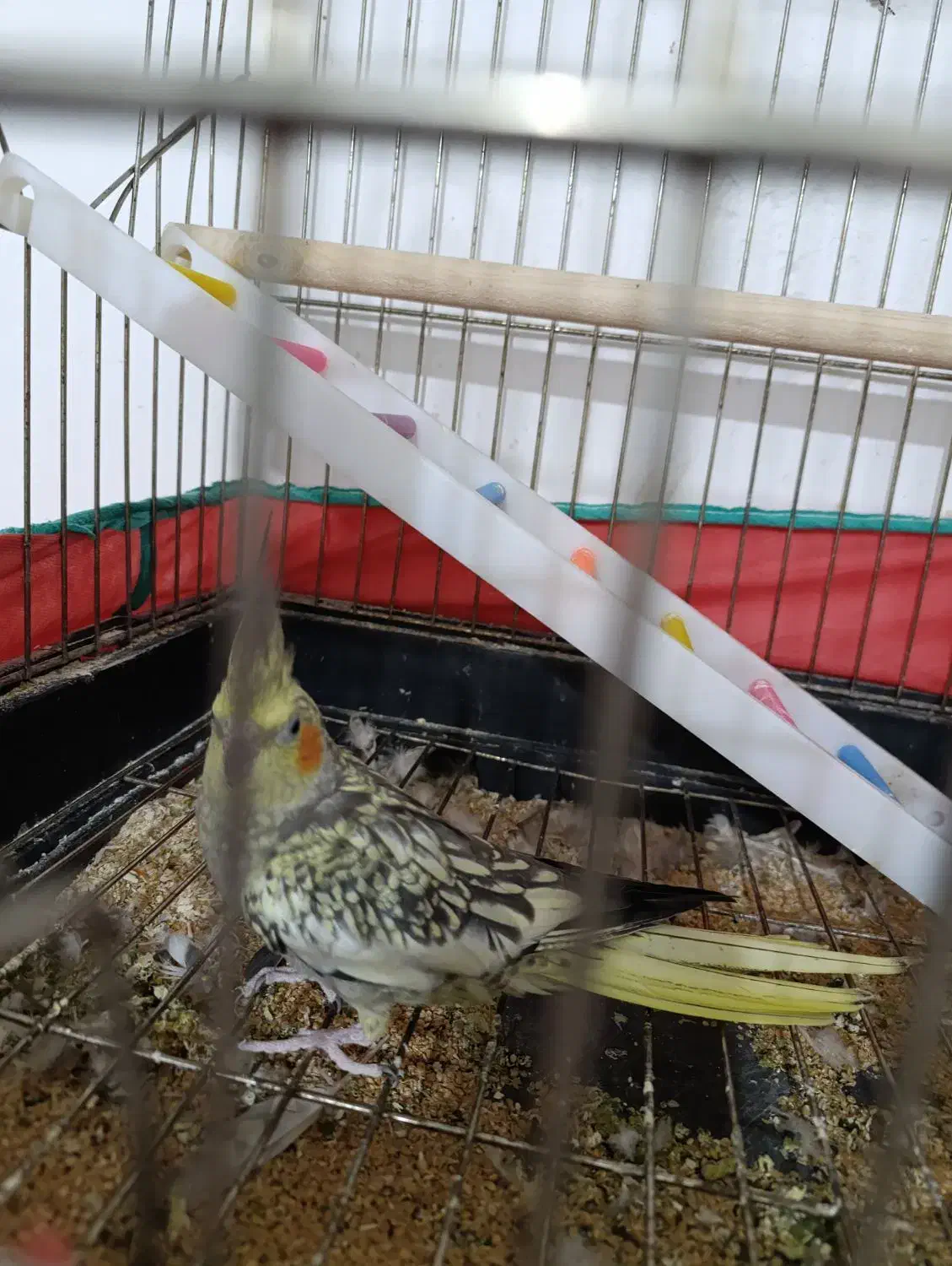 عروس هلندی باتخم|پرنده|نقده, |دیوار