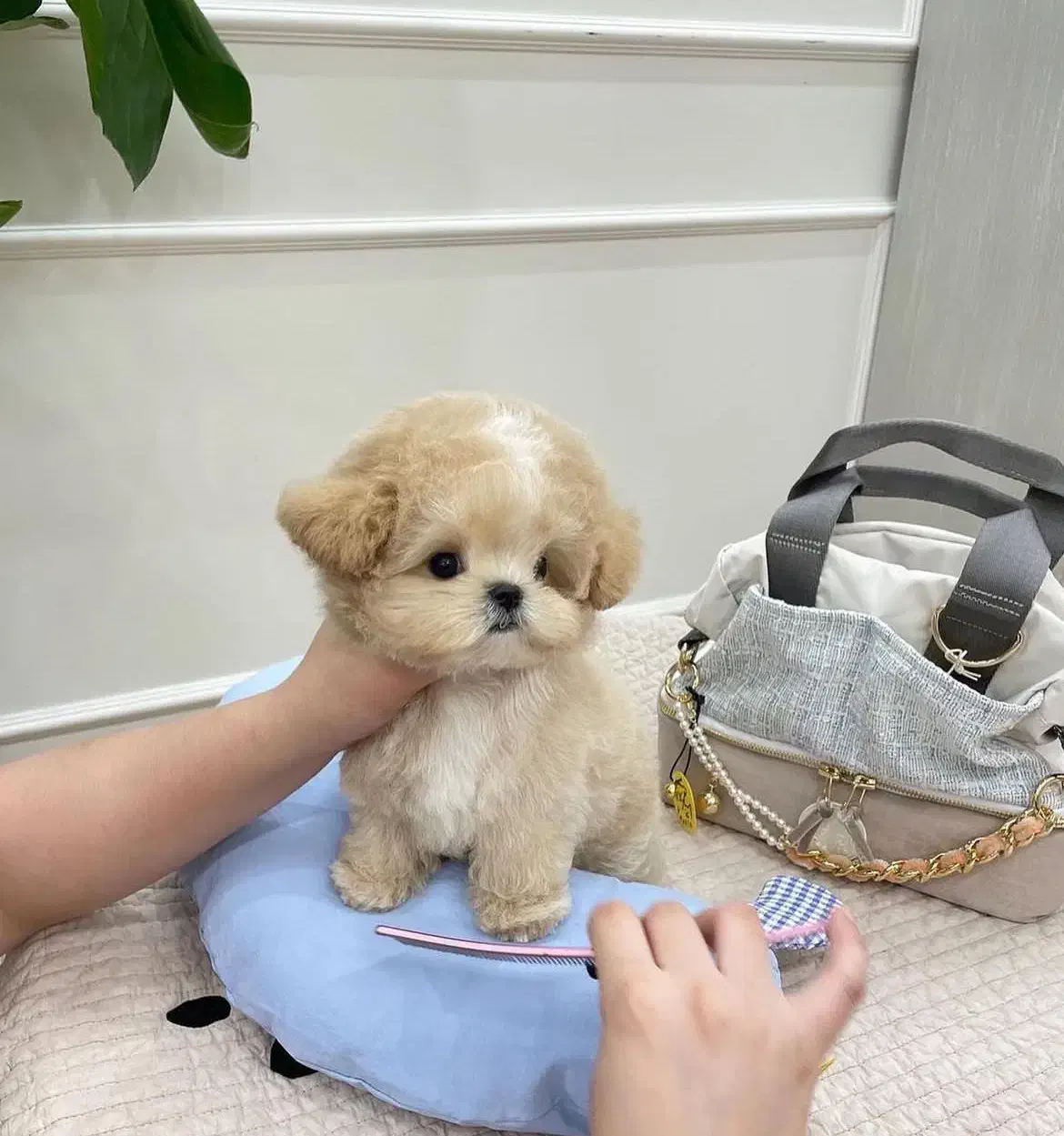 جیبی|سگ|تهران, پونک|دیوار