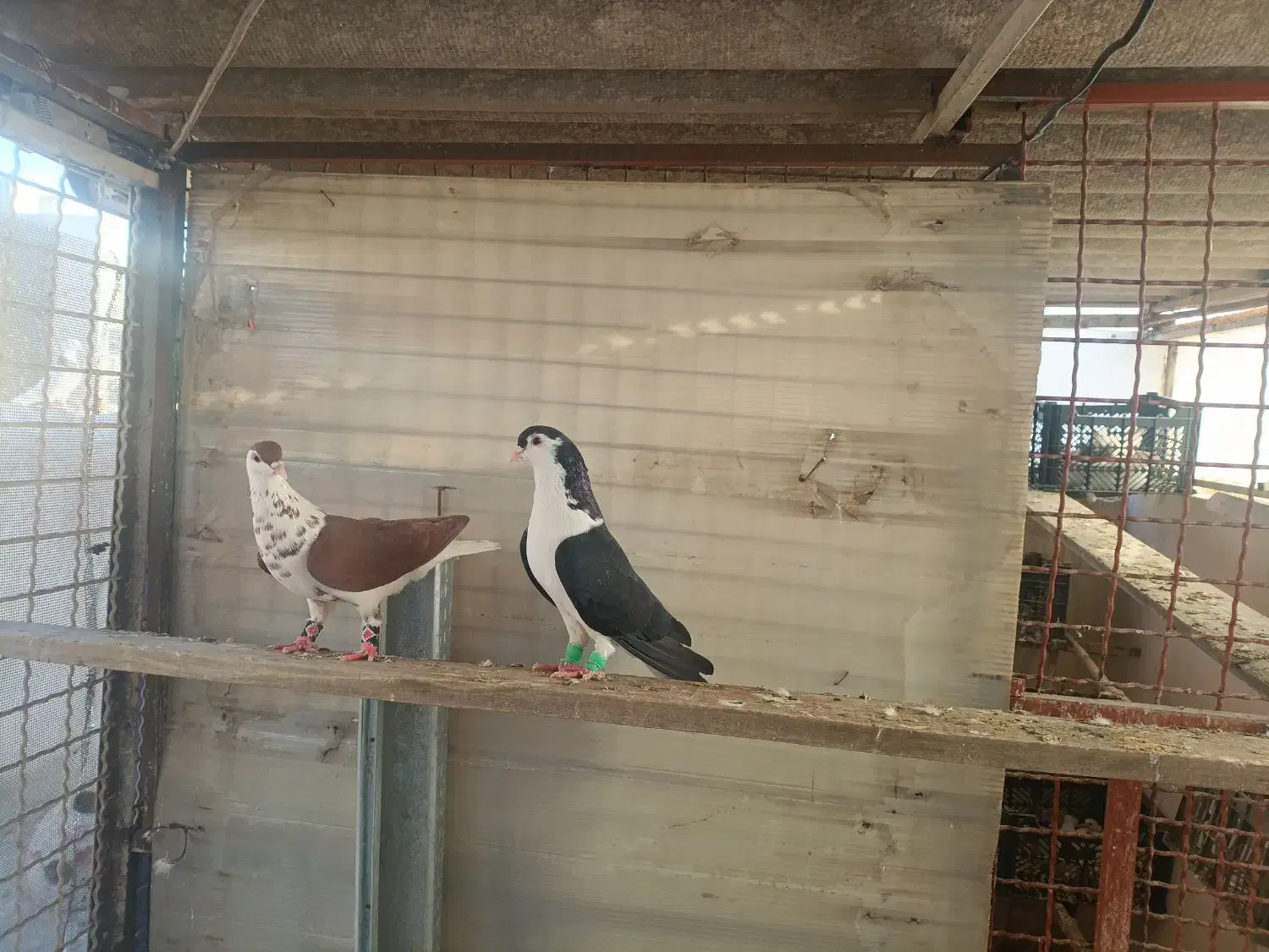 کبوتر چادری|پرنده|ری, علایین|دیوار