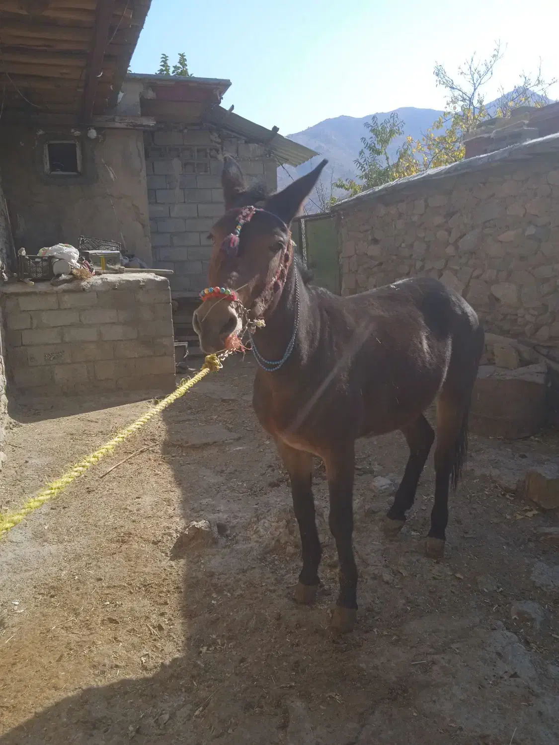 قاطر|حیوانات مزرعه|بانه, |دیوار