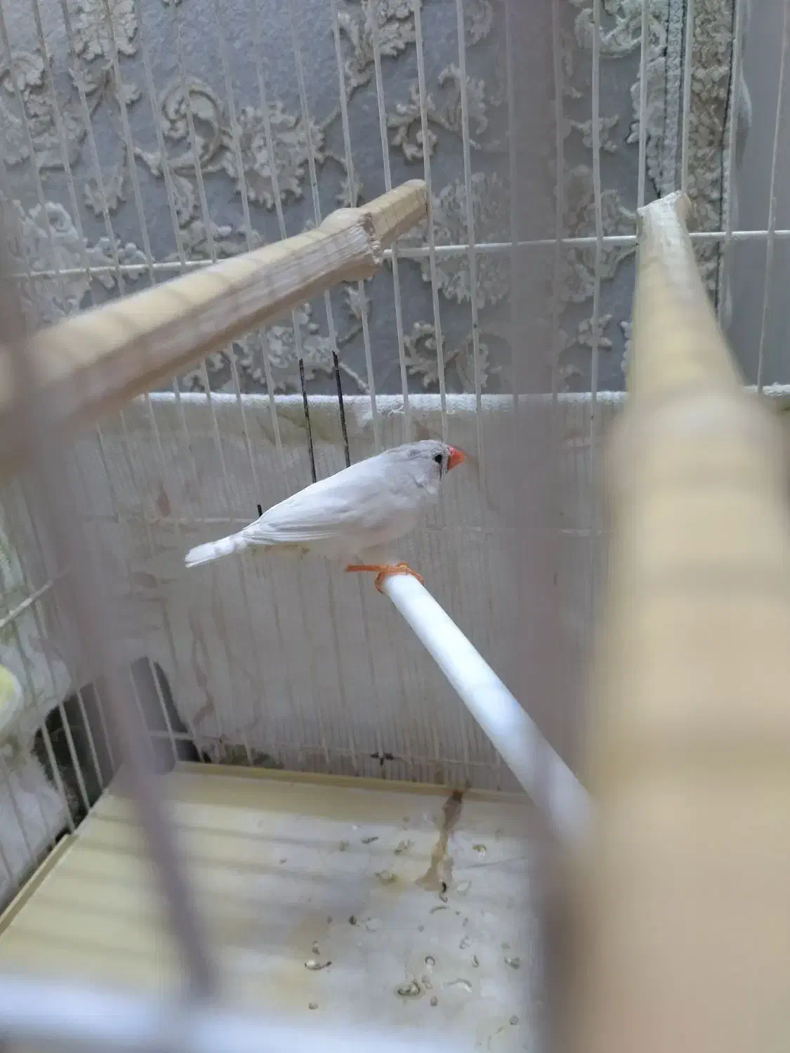 فنچ ناز|پرنده|مشهد, گلشور|دیوار