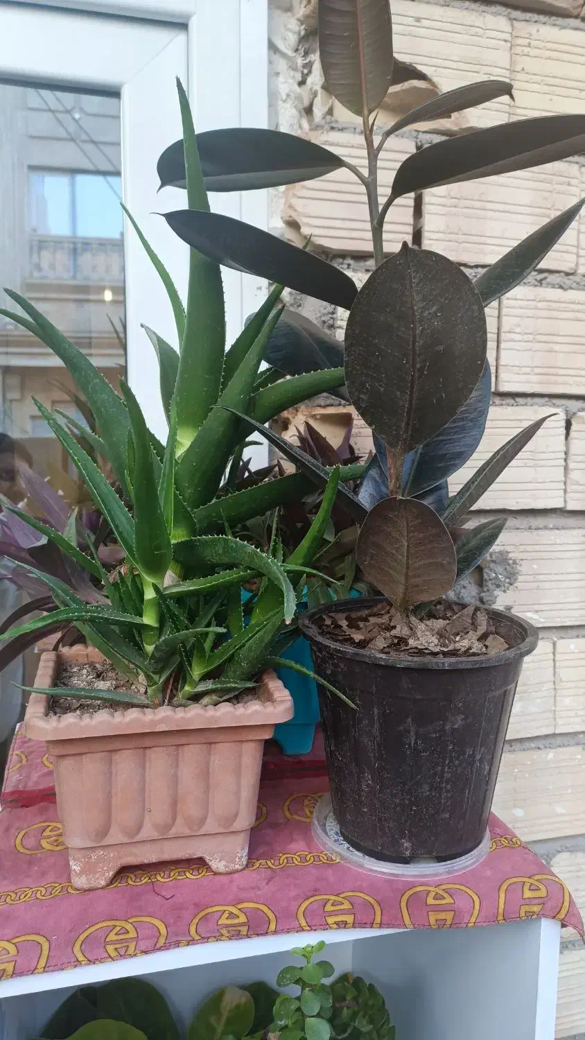 گلهای خانگی طبیعی|گل و گیاه طبیعی|پارسآباد, |دیوار