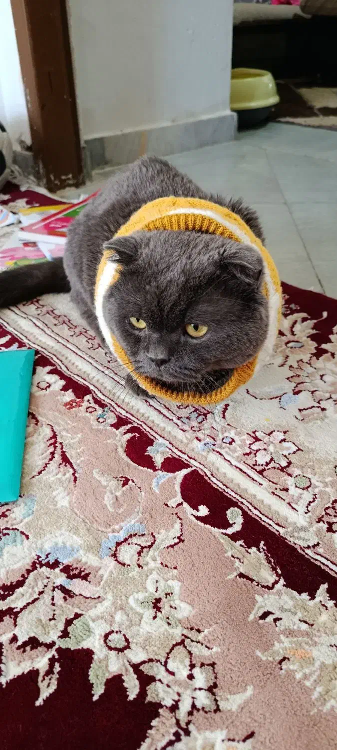 اسکاتیش|گربه|کرمان, |دیوار