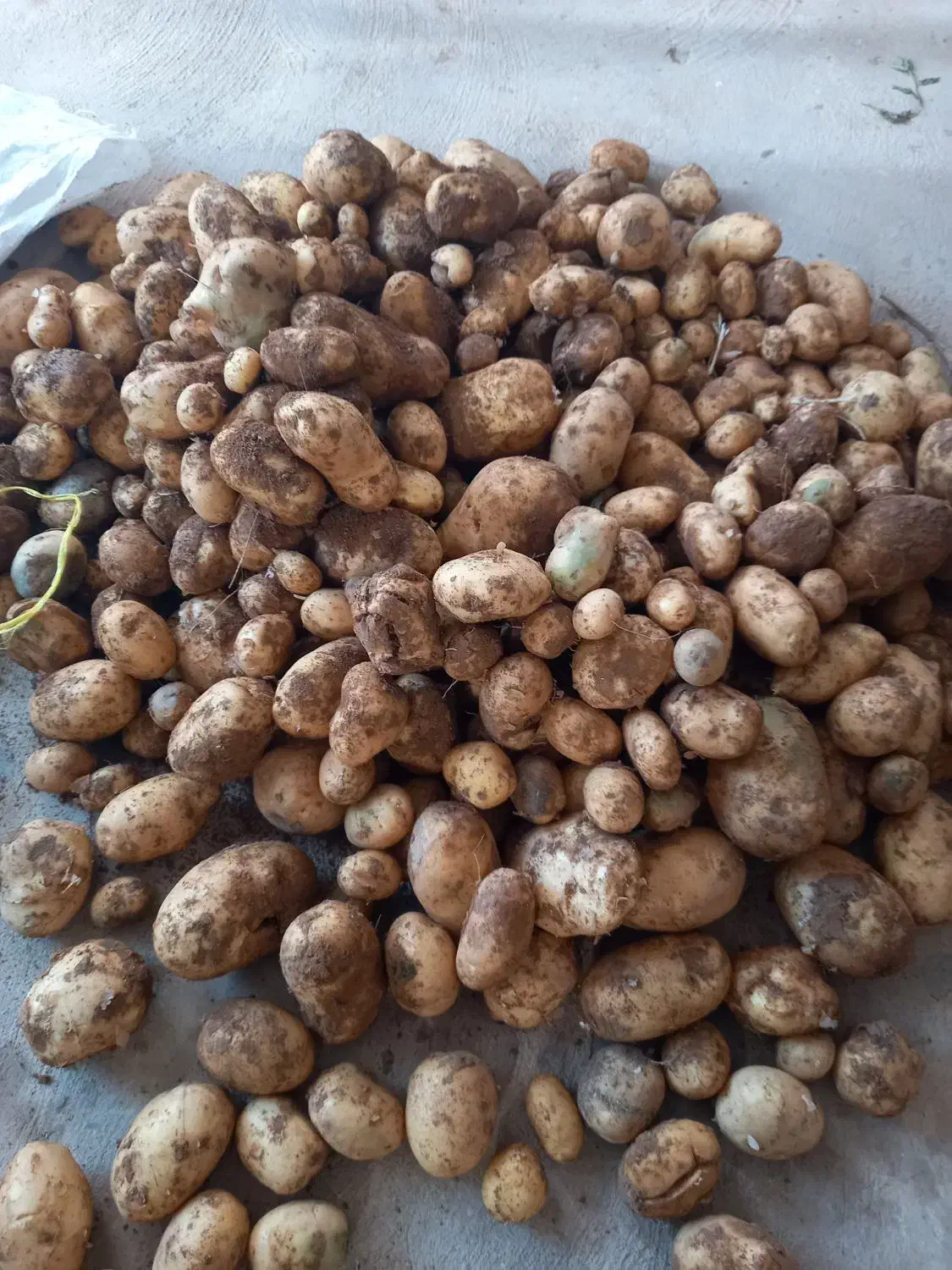 سیب زمینی اکریا|خوردنی و آشامیدنی|قیدار, |دیوار