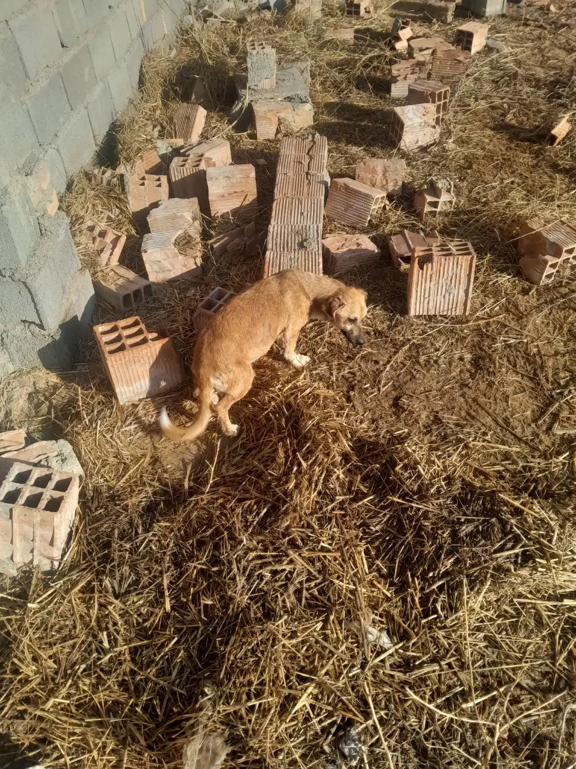 ی جفت سگ پا کوتا ی نر و ی ماده|سگ|گمیشان, |دیوار