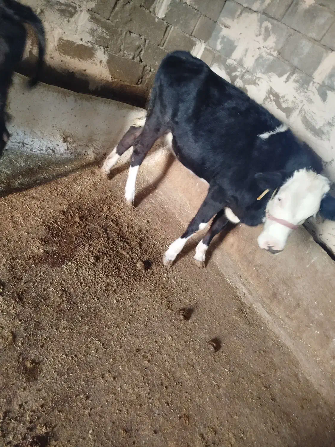 گوساله ماده|حیوانات مزرعه|زاغه, |دیوار