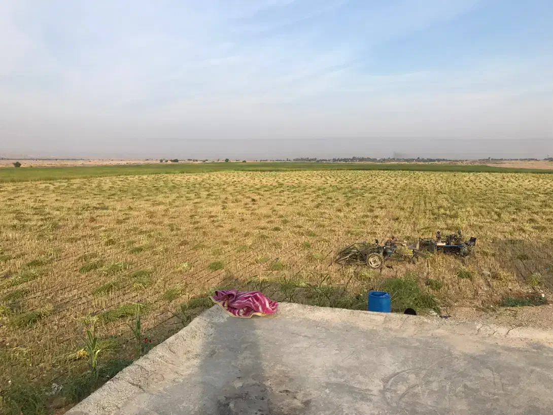 درو کنجدبا دستگاه بسته بندی|خدمات باغبانی و درختکاری|کهنوج, |دیوار