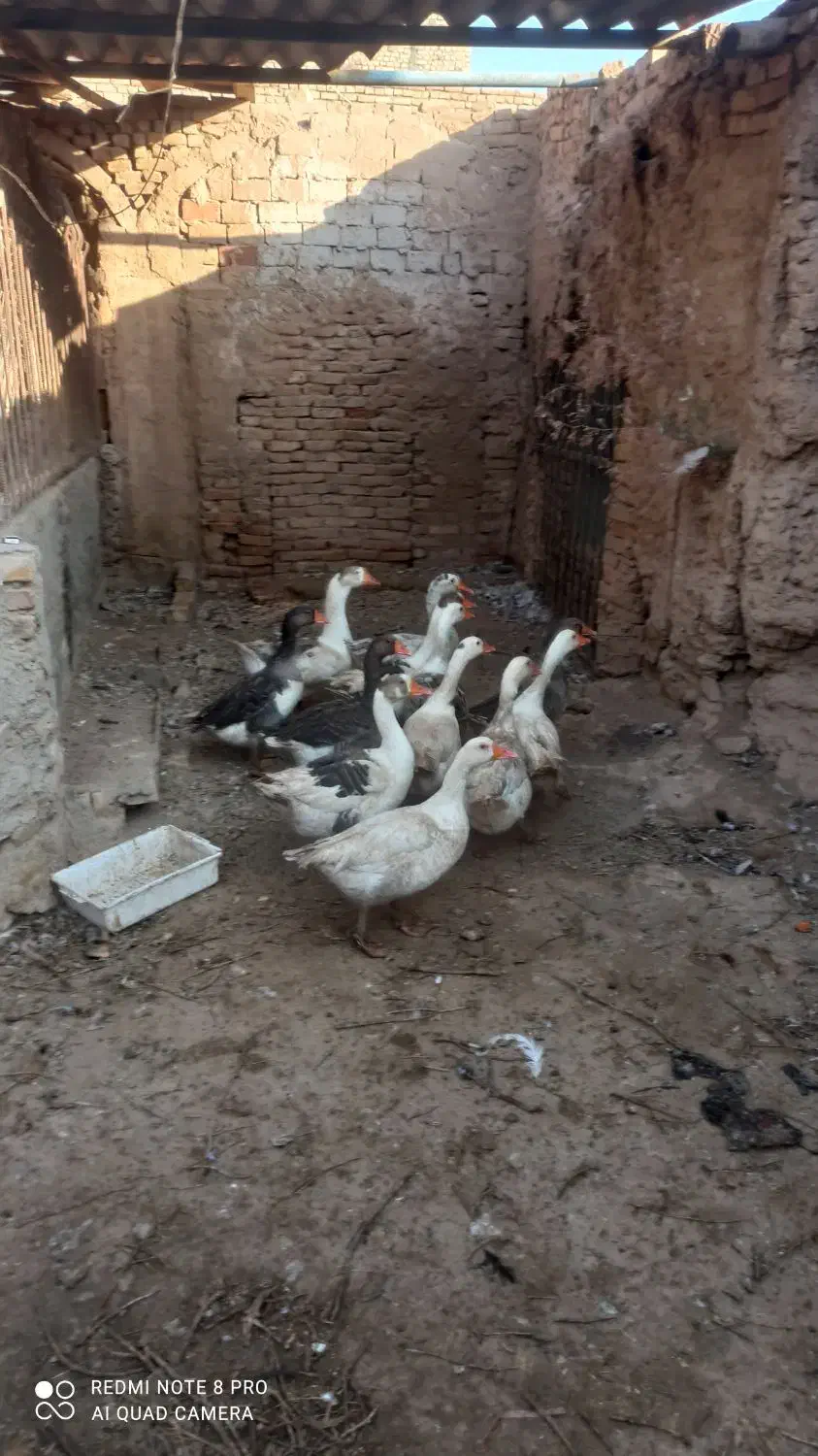 فروش ده عدد غاز یک ساله|حیوانات مزرعه|باشتین, |دیوار