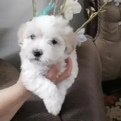 توله تریر|سگ|اصفهان, جلفا|دیوار