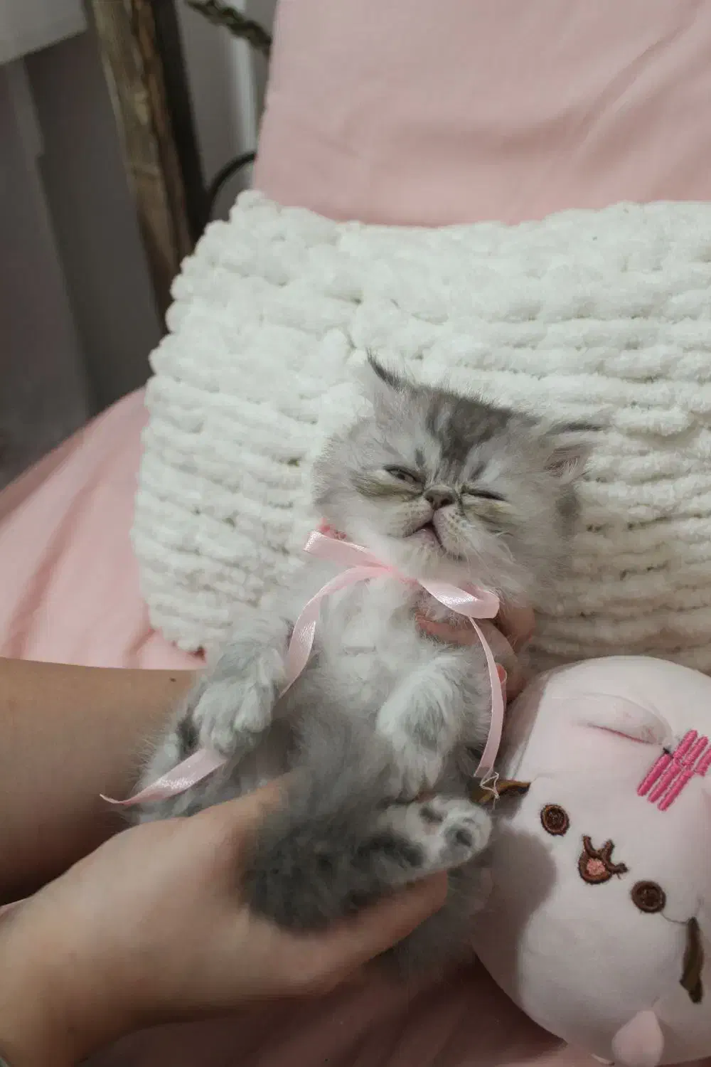 گربه سوپرفلت پرشین|گربه|رشت, کوی حسینی|دیوار