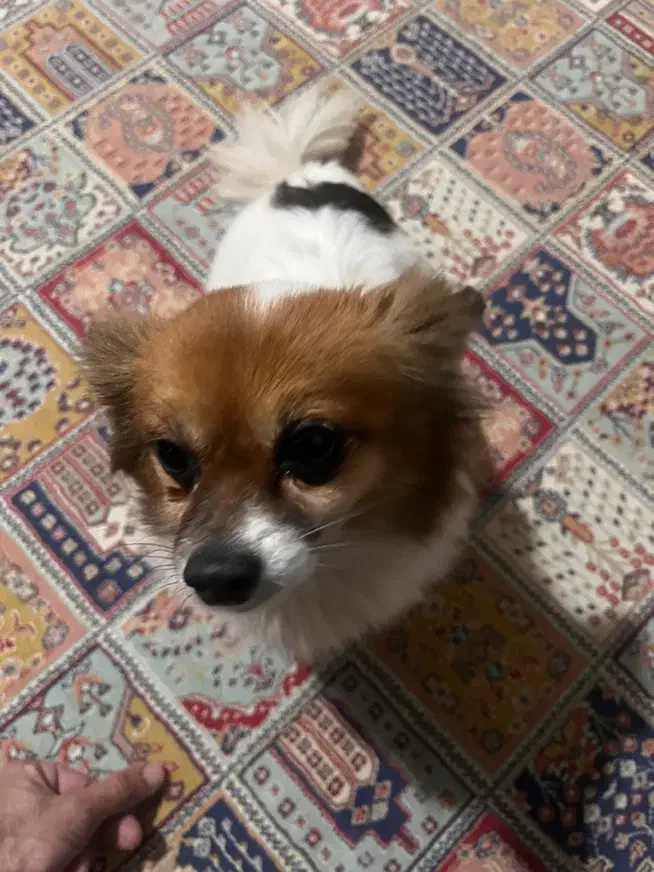 واگذاری سگ پامر اشپیتز|سگ|لنگرود, |دیوار