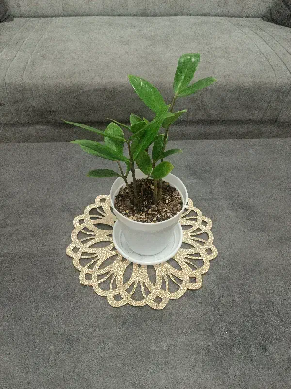 گل زاموفیلیا|گل و گیاه طبیعی|ارومیه, |دیوار