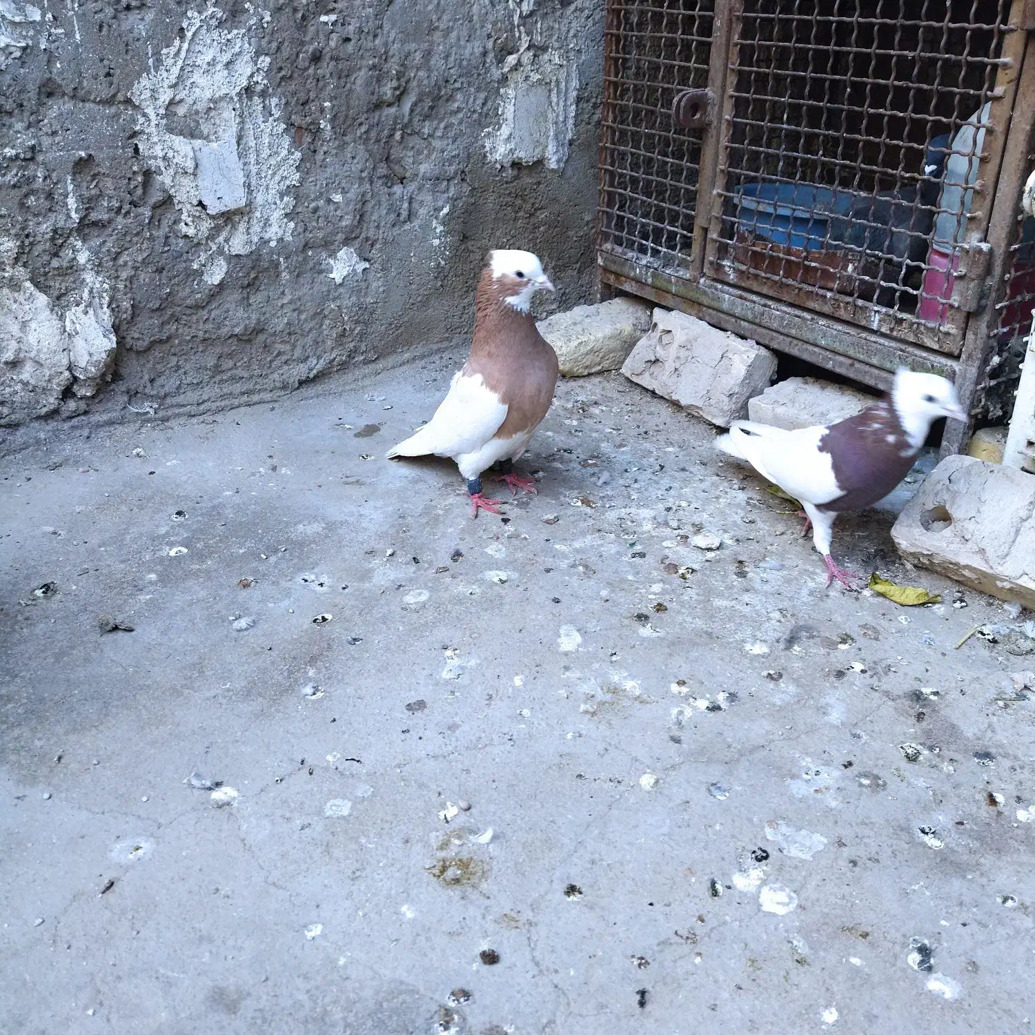 نرماده طوقی|حیوانات|شیراز, لشکری‎|دیوار